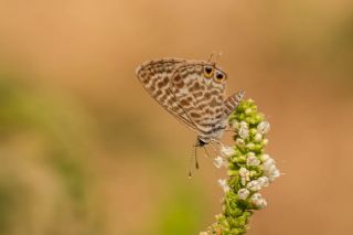 Mavi Zebra (Leptotes pirithous)