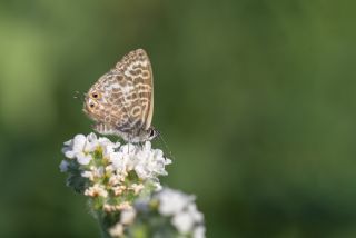 Mavi Zebra (Leptotes pirithous)