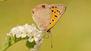 Benekli Bakr Gzeli (Lycaena phlaeas)