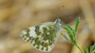 Yeni Beneklimelek (Pontia edusa)