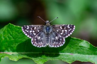 Ege Zpzp (Pyrgus melotis)
