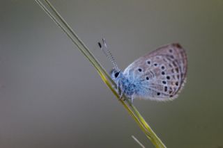 Anadolu Turan Mavisi&nbsp;(Turanana&nbsp;panagaea)