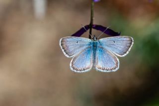 okgzl Balkan Mavisi (Aricia anteros )