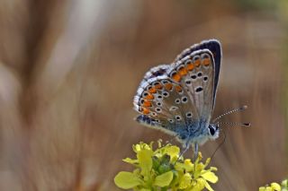 okgzl Esmer (Aricia agestis)