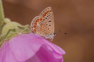 �okg�zl� Mavi&nbsp;(Polyommatus&nbsp;icarus)