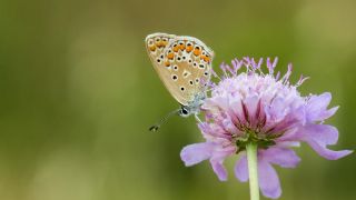 okgzl Mavi (Polyommatus icarus)