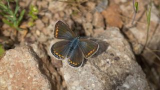 �okg�zl� Esmer&nbsp;(Aricia&nbsp;agestis)