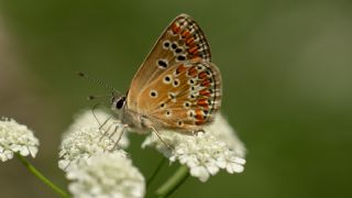 okgzl Esmer (Aricia agestis)