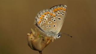 okgzl Esmer (Aricia agestis)