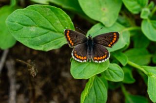 okgzl Esmer (Aricia agestis)