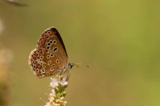 okgzl Esmer (Aricia agestis)