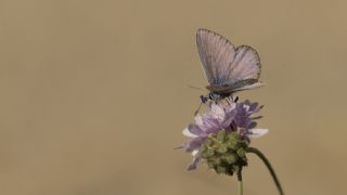 okgzl Mavi (Polyommatus icarus)