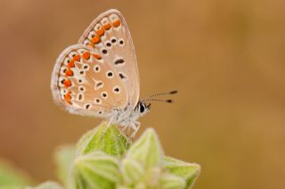 �okg�zl� Mavi&nbsp;(Polyommatus&nbsp;icarus)