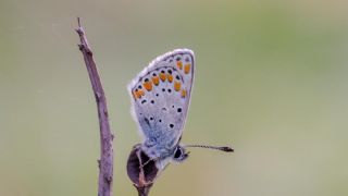 okgzl Esmer (Aricia agestis)