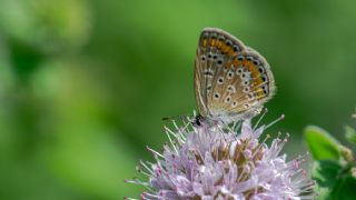 okgzl Mavi (Polyommatus icarus)