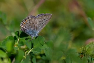 �okg�zl� Mavi&nbsp;(Polyommatus&nbsp;icarus)
