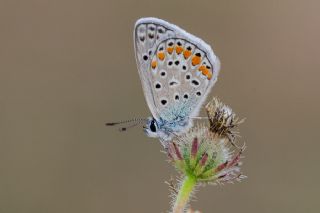 okgzl Mavi (Polyommatus icarus)