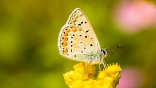 okgzl Mavi (Polyommatus icarus)