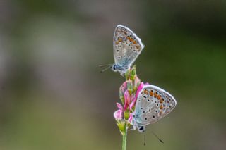 �okg�zl� Mavi&nbsp;(Polyommatus&nbsp;icarus)