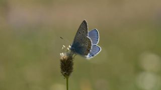 okgzl Mavi (Polyommatus icarus)