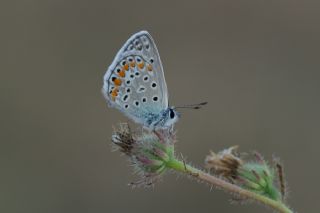 okgzl Mavi (Polyommatus icarus)