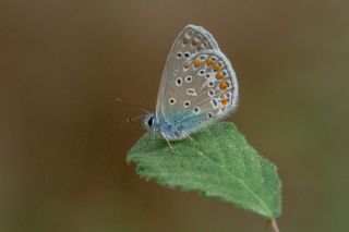 okgzl Mavi (Polyommatus icarus)