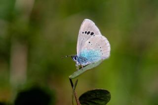 Karag�z Mavisi&nbsp;(Glaucopsyche&nbsp;alexis)