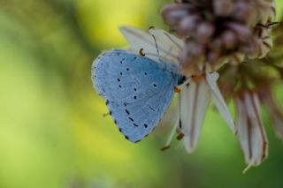 Kutsal Mavi (Celastrina argiolus)