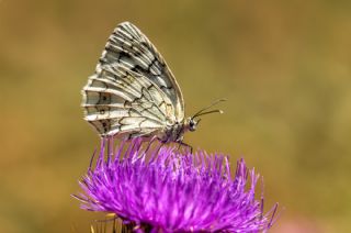 Anadolu Melikesi (Melanargia larissa)