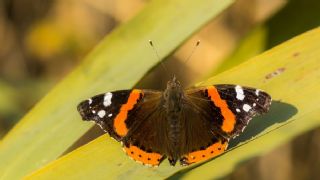 Atalanta (Vanessa atalanta)