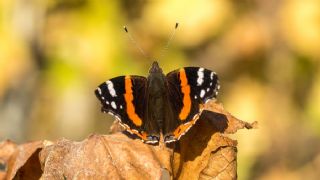 Atalanta (Vanessa atalanta)