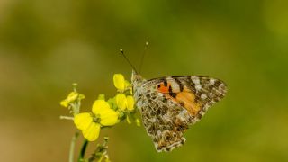 Diken Kelebei (Vanessa cardui)