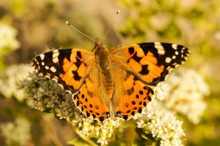 Diken Kelebei (Vanessa cardui)