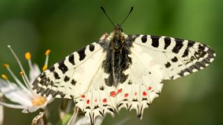 Orman Fistosu (Allancastria  cerisyi)