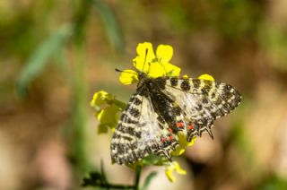 Orman Fistosu (Allancastria  cerisyi)