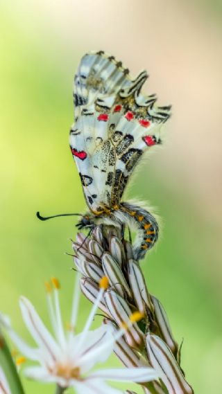 Orman Fistosu (Allancastria  cerisyi)