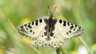 Orman Fistosu (Allancastria  cerisyi)
