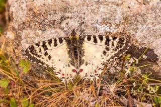 Orman Fistosu (Allancastria  cerisyi)