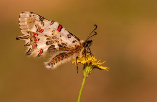 Orman Fistosu (Allancastria  cerisyi)