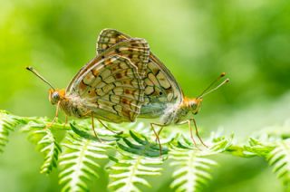 Niyobe (Argynnis niobe)