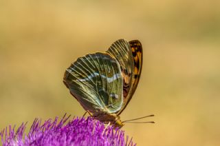 Bahadr (Argynnis pandora)