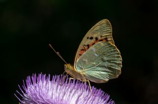 Bahadr (Argynnis pandora)