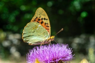Bahadr (Argynnis pandora)
