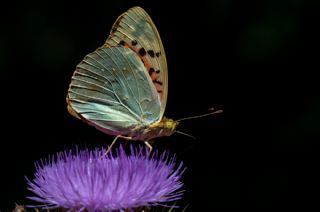 Bahadr (Argynnis pandora)