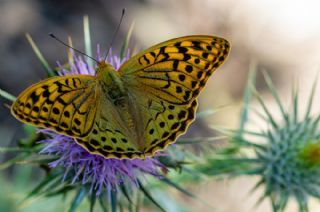 Bahadr (Argynnis pandora)