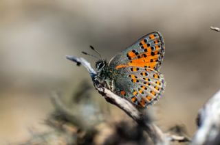 Akbes Gelincii (Tomares nesimachus)