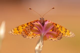 G�zel �parhan&nbsp;(Melitaea&nbsp;trivia)
