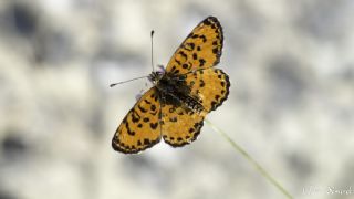 Benekli parhan (Melitaea didyma)