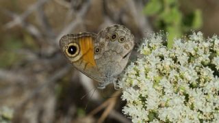 Esmerboncuk (Lasiommata maera)