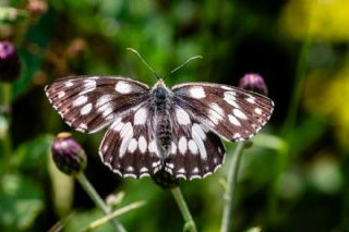 Orman Melikesi&nbsp;(Melanargia&nbsp;galathea)